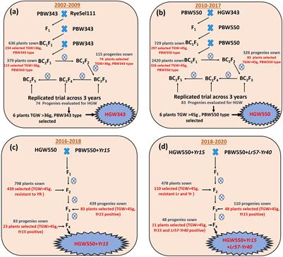 Pyramiding of High Grain Weight With Stripe Rust and Leaf Rust Resistance in Elite Indian Wheat Cultivar Using a Combination of Marker Assisted and Phenotypic Selection